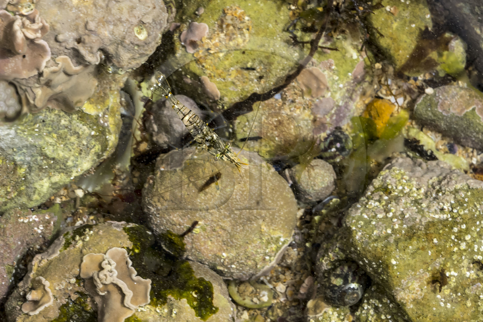 France, Charente Maritime, Oleron island, Saint Georges d'Oléron, on the Sables Vignier foreshore at low tide, common prawn (Palaemon serratus)