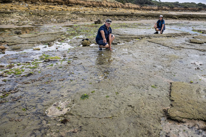 France, Vendée (85), Talmont-Saint-Hilaire, la Pointe du Payré, estran du site du Veillon à marée basse, Didier Neault à gauche et Jack Guichard à droite marquent à la craie les traces fossiles tridactyles de dinosaures bipèdes datées d'environ 200 millions d’années