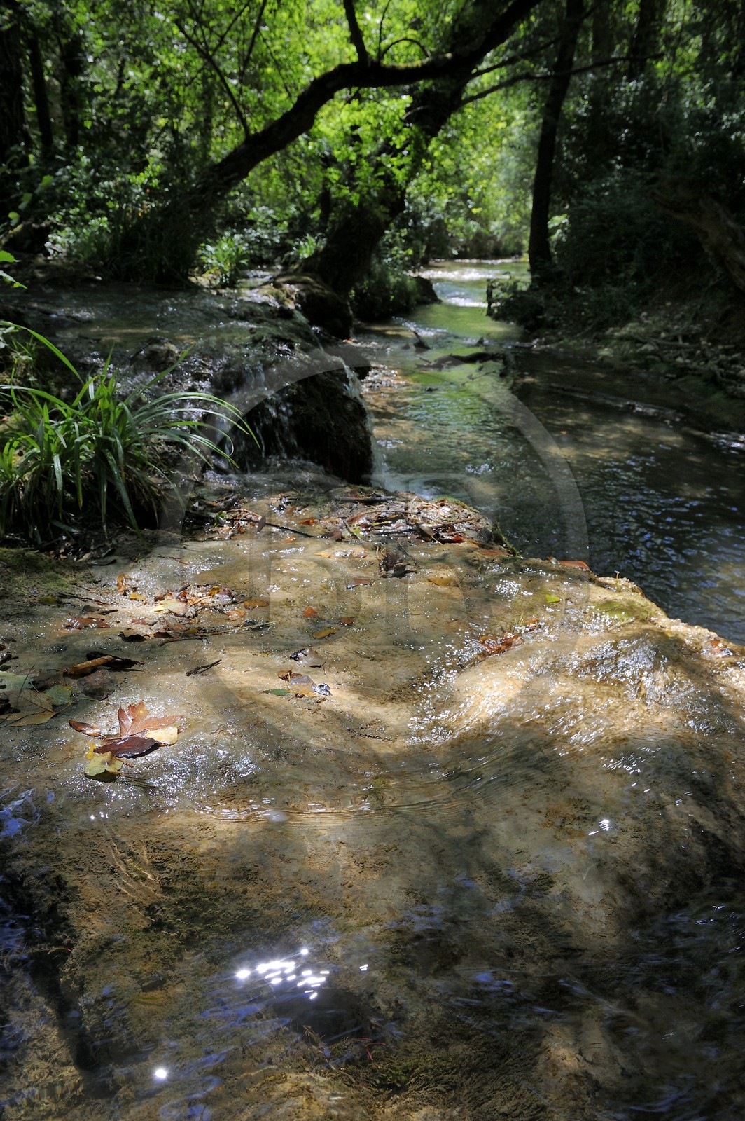 France, Var (83), Provence Verte, Tourves, rivière du Caramy dans les Gorges du Caramy