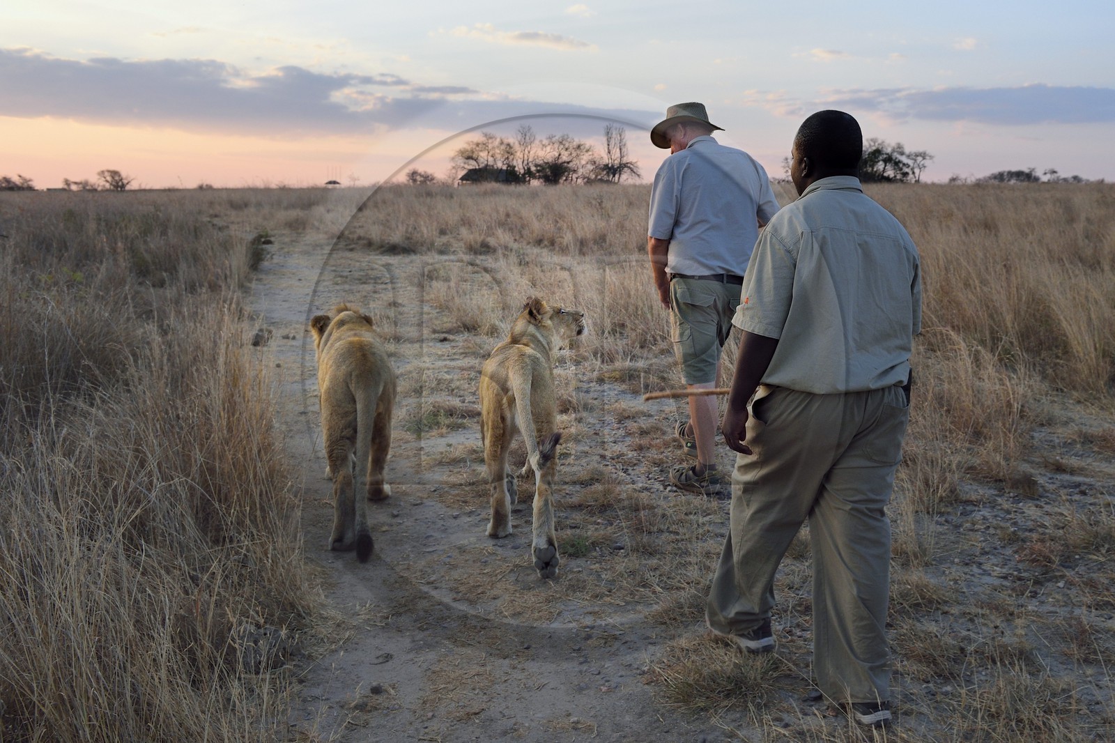 Zimbabwe, province des Midlands, Gweru, Antelope Park qui abrite ALERT (African Lion and Environmental Research Trust), marche à pied en compagnie de lions dans la brousse, le managing director Gary Jones en compagnie d'un guide - dresseur