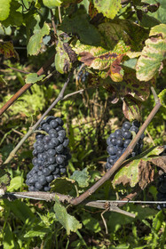 France, Côte-d'Or (21), Paysage culturel des climats de Bourgogne classés Patrimoine Mondial de l'UNESCO, Route des Grands Crus, vignoble de la Côte de Nuits, Vougeot, le Chateau du Clos de Vougeot, grappe de raisin de cépage pinot noir à quelques jours des vendanges