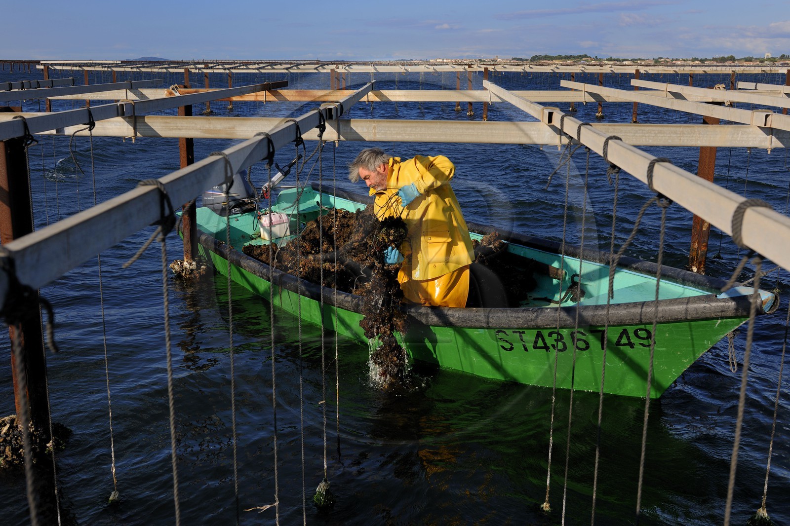 France, Hérault (34), Bouzigues, étang de Thau, l'élevage en suspension sur des cordes dans le parc à huîtres