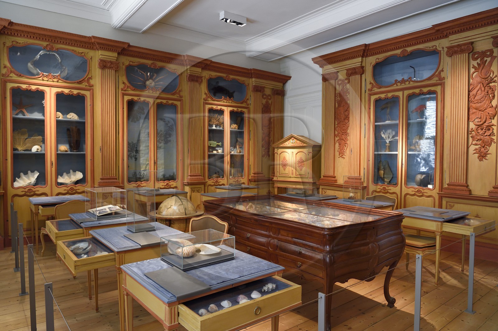 France, Charente-Maritime (17), La Rochelle, le Muséum d'histoire naturelle (muséum Lafaille), cabinet de curiosités du naturaliste Clément Lafaille