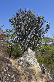 Zimbabwe, province des Midlands, région de Gweru, Dunraven falls, Euphorbia candelabrum (Euphorbe candélabre)