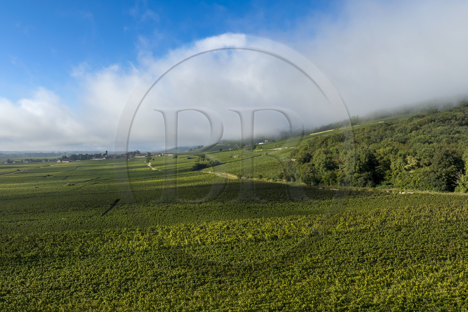France, Côte-d'Or (21), Paysage culturel des climats de Bourgogne classés Patrimoine Mondial de l'UNESCO, Route des Grands Crus, vignoble de la Côte de Nuits à Gevrey-Chambertin sous les brumes du petit matin