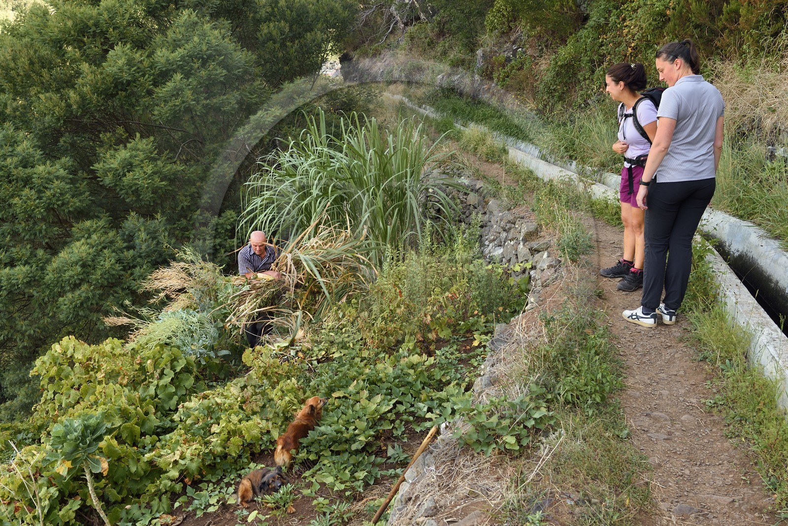 Portugal, Ile de Madère, randonnée de Machico à Porto da Cruz par le Vereda do Larano, marche le long de la levada dos Maroços, Lourenço Perestelo coupe la canne à sucre dans son petit champ