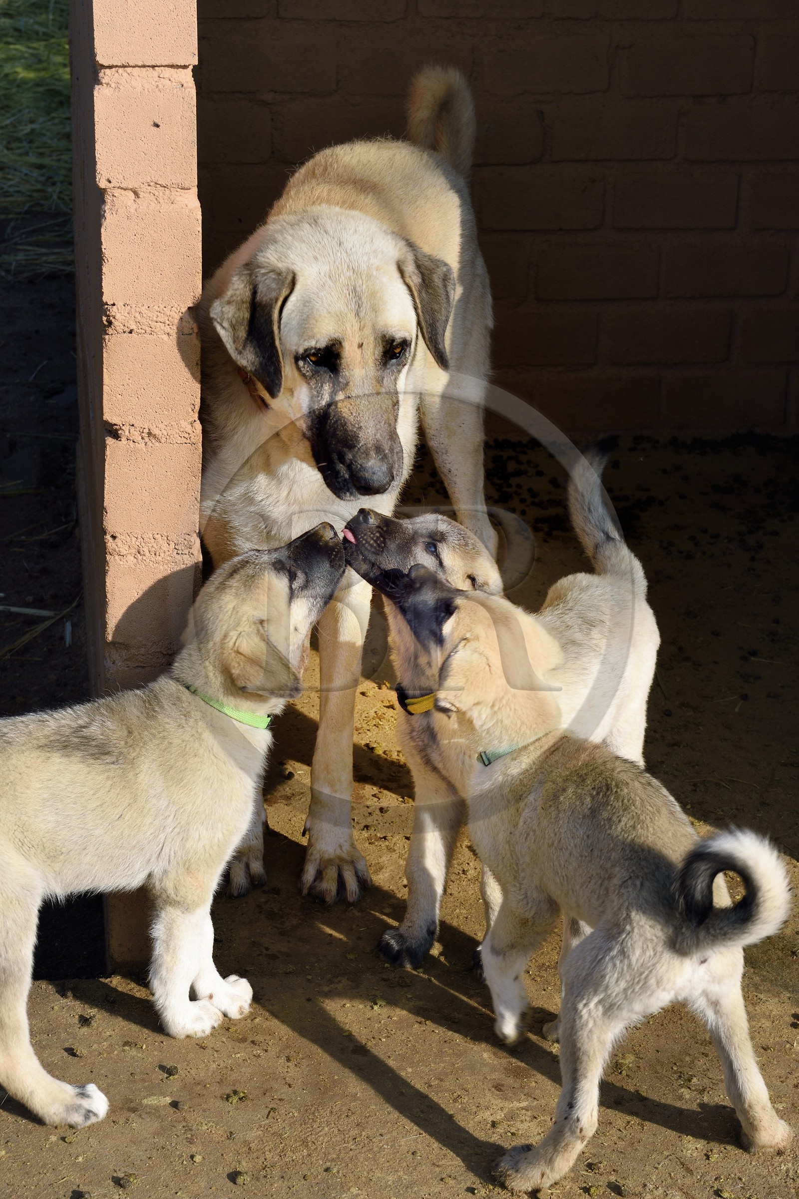 Namibie, Otjiwarongo, Cheetah Conservation Fund, centre de recherche et d'éducation, le Livestock Guarding Dog Program (programme chien de garde du bétail) du CCF a été très efficace pour réduire les taux de prédation et ainsi aussi l'inclinaison des agriculteurs à piéger ou tirer sur des guépards, élevage de chien Berger d'Anatolie aussi connu sous le nom de Kangal