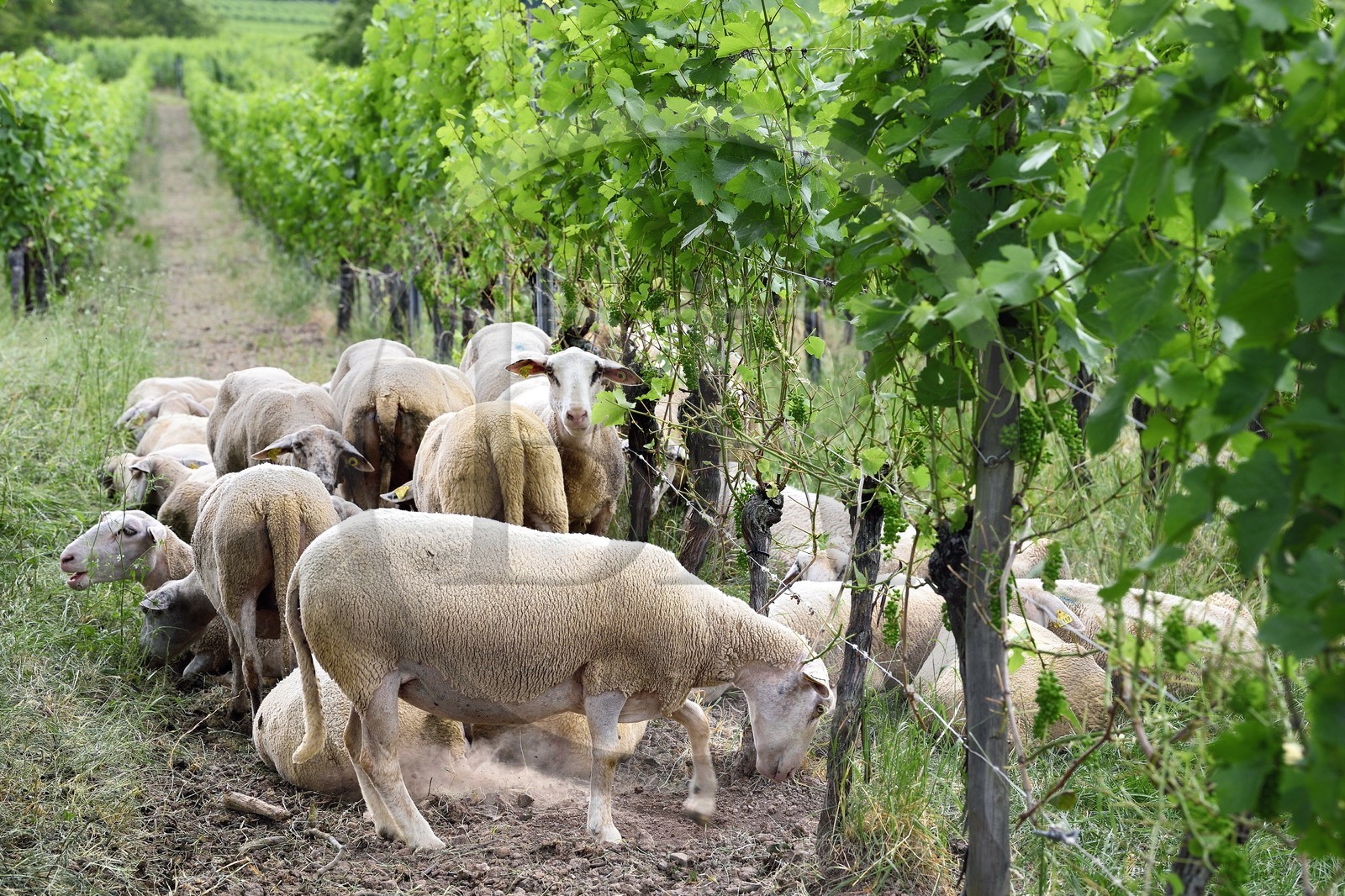 France, Bas Rhin, the Alsace Wine Route, Traenheim, Wine estate MULLER Charles & Fils, the folivorous sheep between the vines allow an organic maintenance