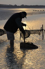 France, Manche (50), Baie du Mont-Saint-Michel, le pêcheur de grève Guy Jugan relevant ses filets de crevettes grises à l'aube