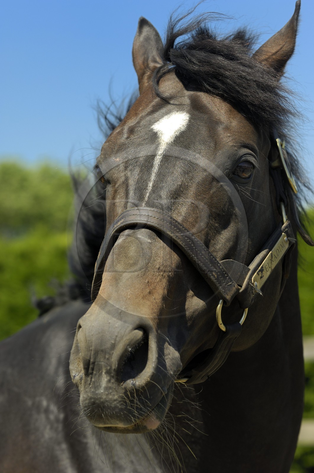 Irlande, Co. Kildare, Maynooth, harras de Derrinstown (Stud)