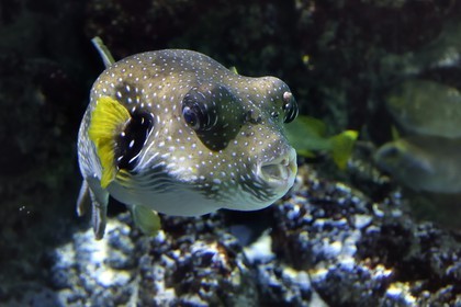 France, Charente-Maritime (17), La Rochelle, Aquarium La Rochelle, Mention obligatoire, zone indo-pacifique, le lagon, Poisson ballon à taches blanches (Arothron hispidus)