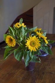 France, Var, Hyeres, La Bastide du Plantier guest house, Sunflower bouquet