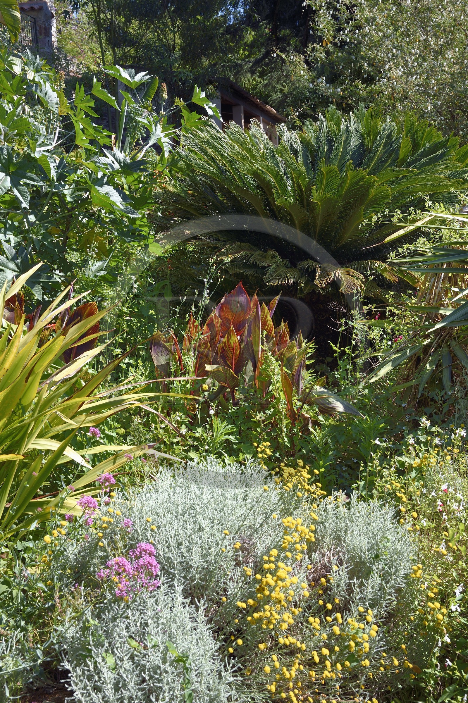 France, Var, Hyeres, Castel Sainte-Claire whose gardens have been awarded Jardins Remarquables de France label ( Remarkable Gardens of France), santolina in yellow, valerian in purple, Canna indica in the center and Cycas revoluta in the background