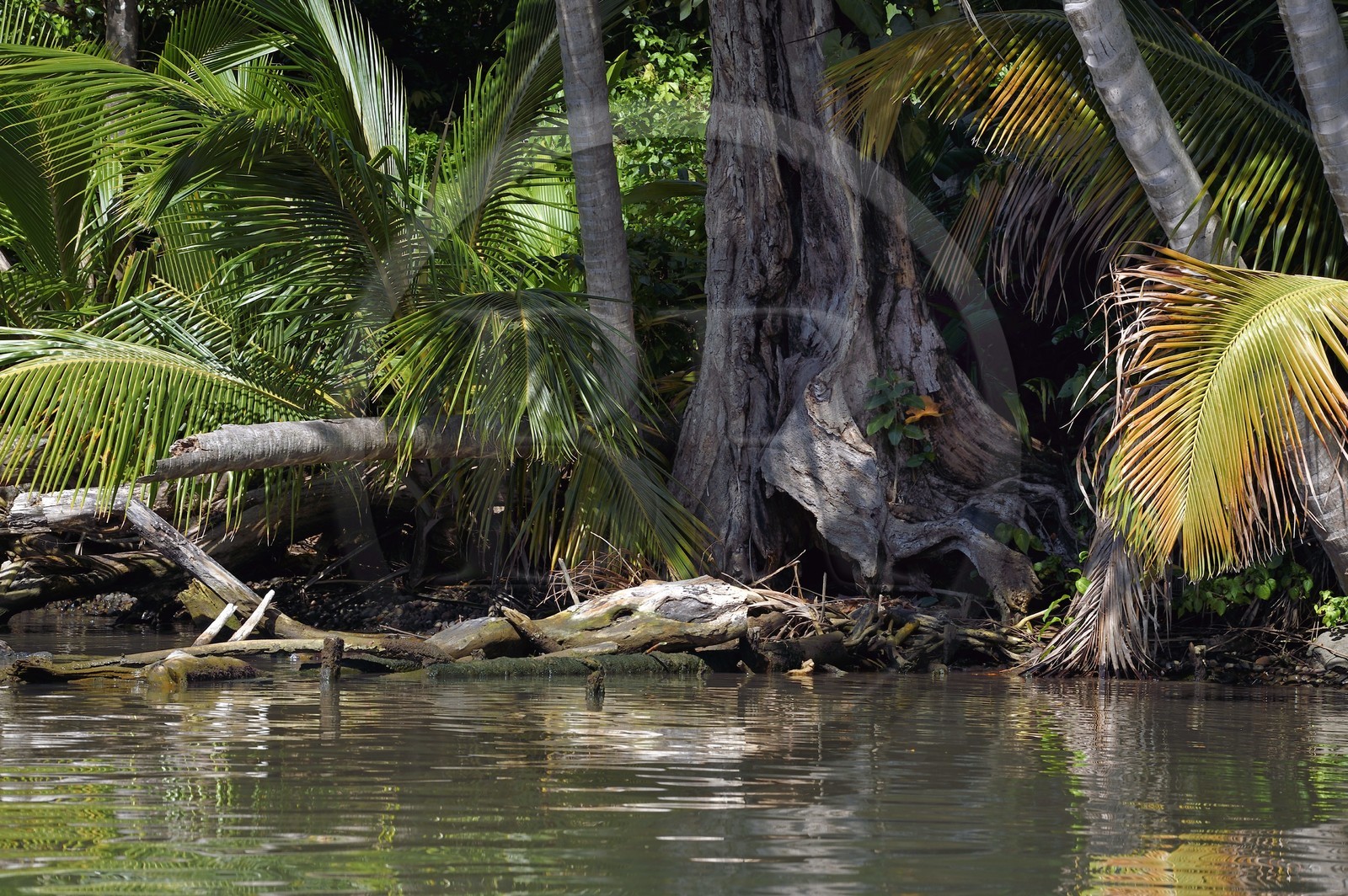 Caraïbes, Ile de la Dominique, Portsmouth, les rives de l'Indian River