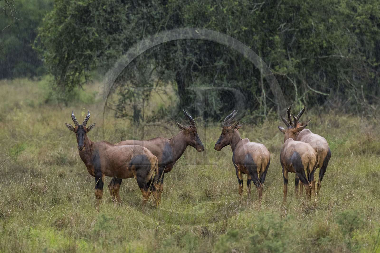 Rwanda, Parc national de l'Akagera, antilope Topi (Damaliscus korrigum)