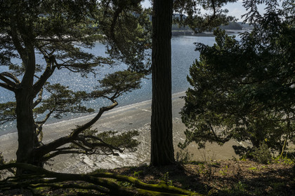 France, Côtes-d'Armor, Plouguiel, the Kestellic Botanical Garden, classified as a remarkable garden, overlooking the Jaudy river