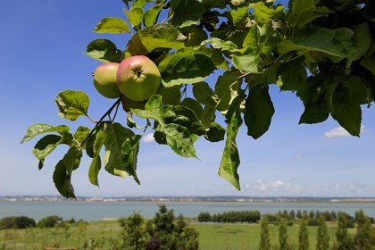 France, Calvados (14), Honfleur, vue sur la Seine et Le Havre