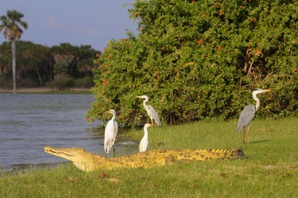 Tanzanie, Reserve de gibier de Selous une des plus grandes zones protégées au monde et inscrite sur la liste du patrimoine mondial de l’Unesco depuis 1982, crocodile du Nil (Crocodylus niloticus) et hérons sur le lac Nzerakera formé par la rivière Rufiji