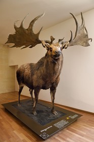 France, Dordogne (24), Périgord Noir, vallée de la Vézère, Les Eyzies-de-Tayac-Sireuil, site classé Patrimoine Mondial de l'UNESCO, Musée National de la Préhistoire, le mégacéros est un grand cervidé qui apparait au début du Quaternaire (vers 2 millions d’années) et disparait à la fin de la période glaciaire vers 10 000 ans avant notre ère