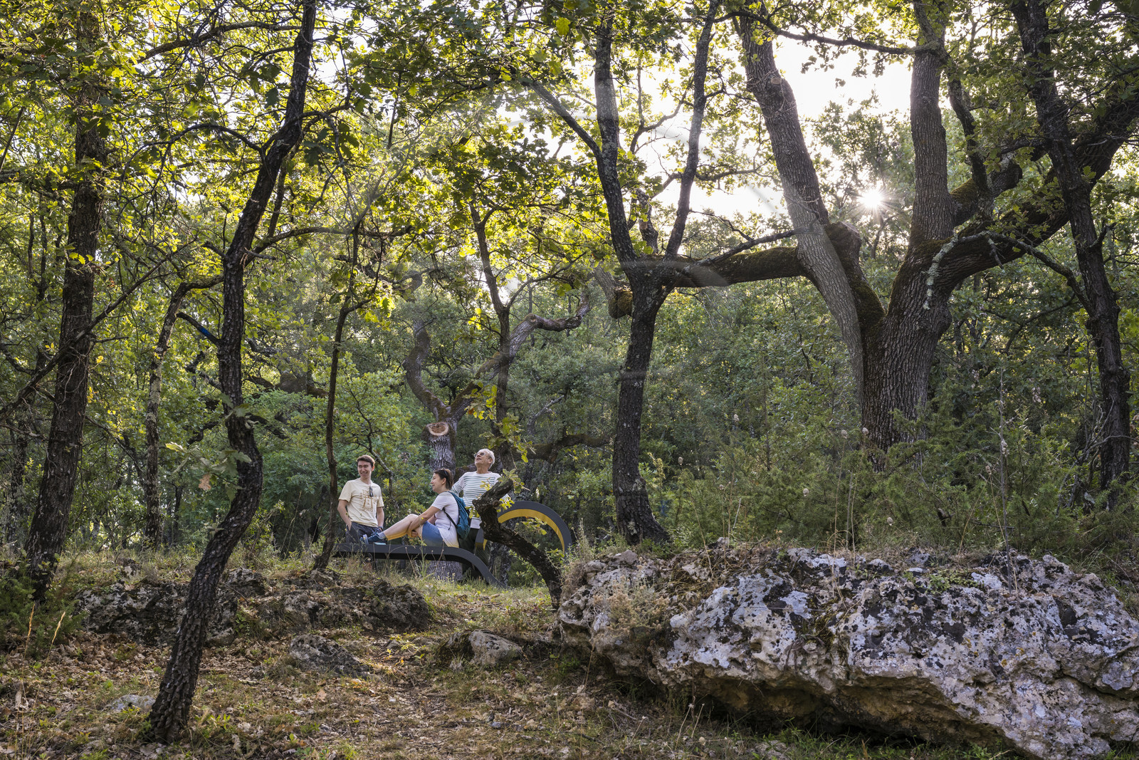 France, Var (83), Provence Verte, Bras, Académie du Bain de Forêt Provençale, forêt du domaine Le Peyrourier - une campagne en Provence