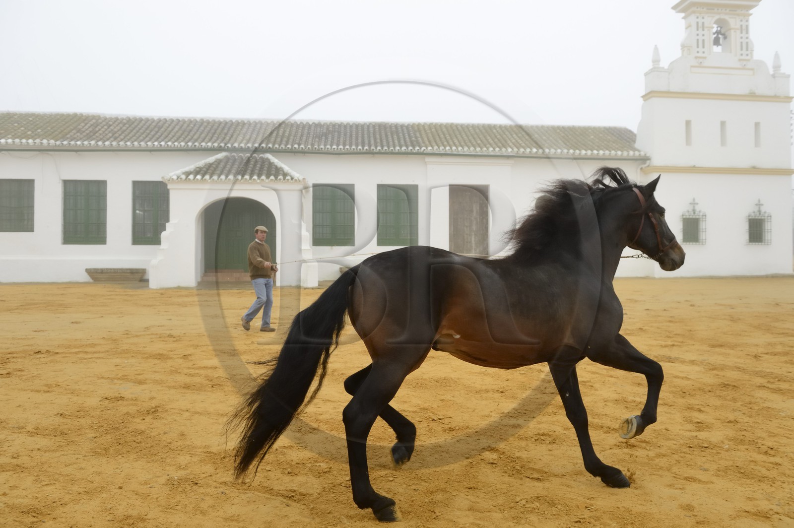 Espagne, Andalousie, province de Séville, Utrera, Finca El Pinganillo, le haras de la propriété, entrainement d'un Pure race espagnole ou PRE (Pura Raza Espanola)