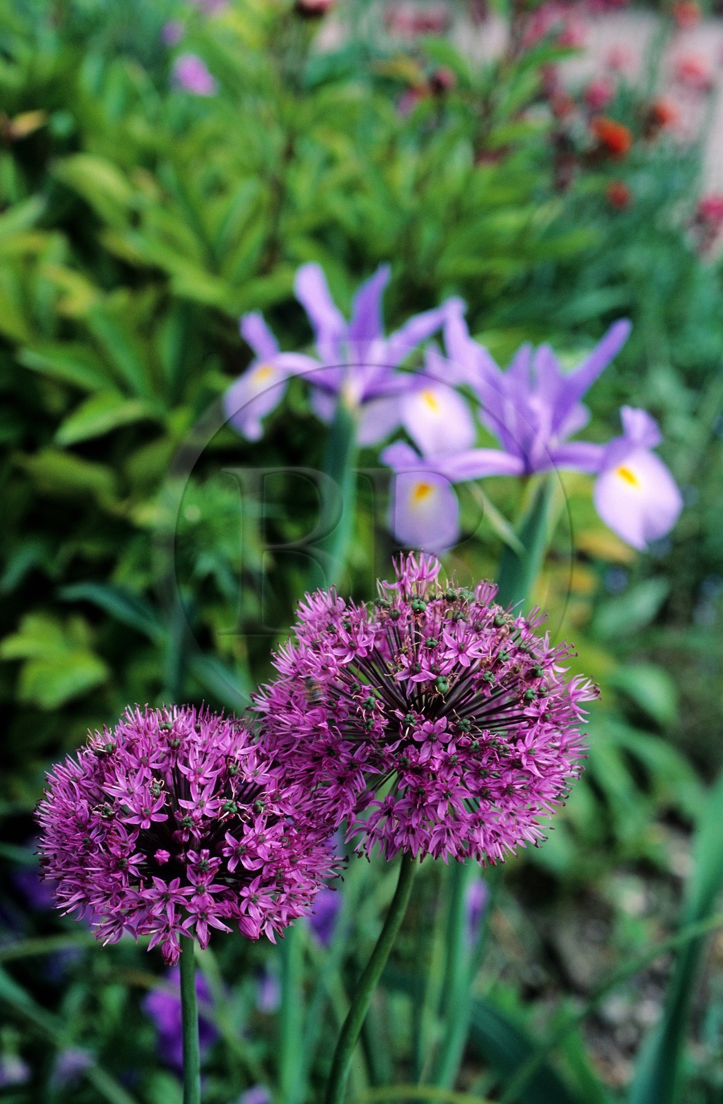 France, Eure (27), Giverny, jardin de Claude Monet, fleur d'ail et iris