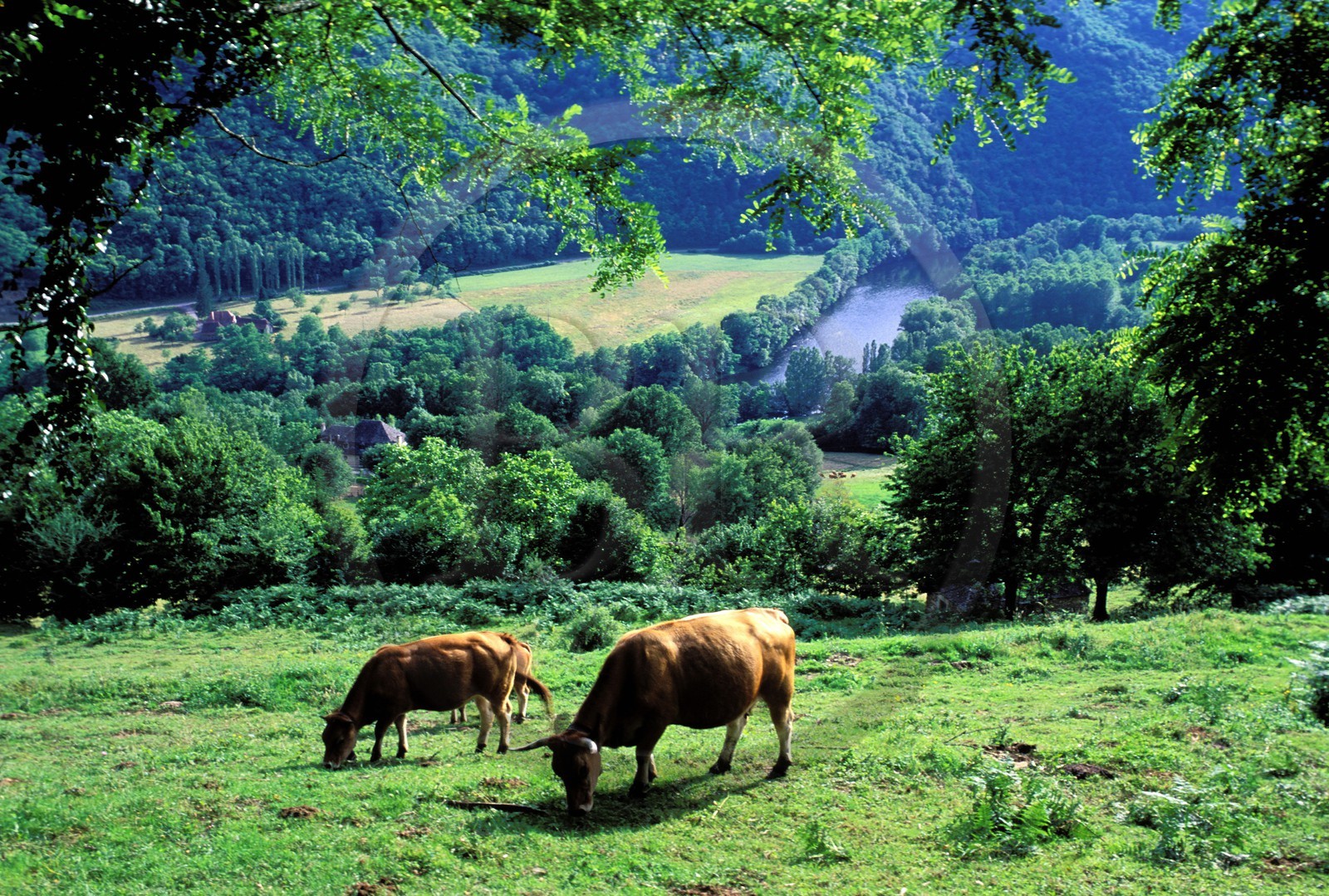 France, Corrèze (19), la Dordogne entre les villages d'Argentat et Beaulieu