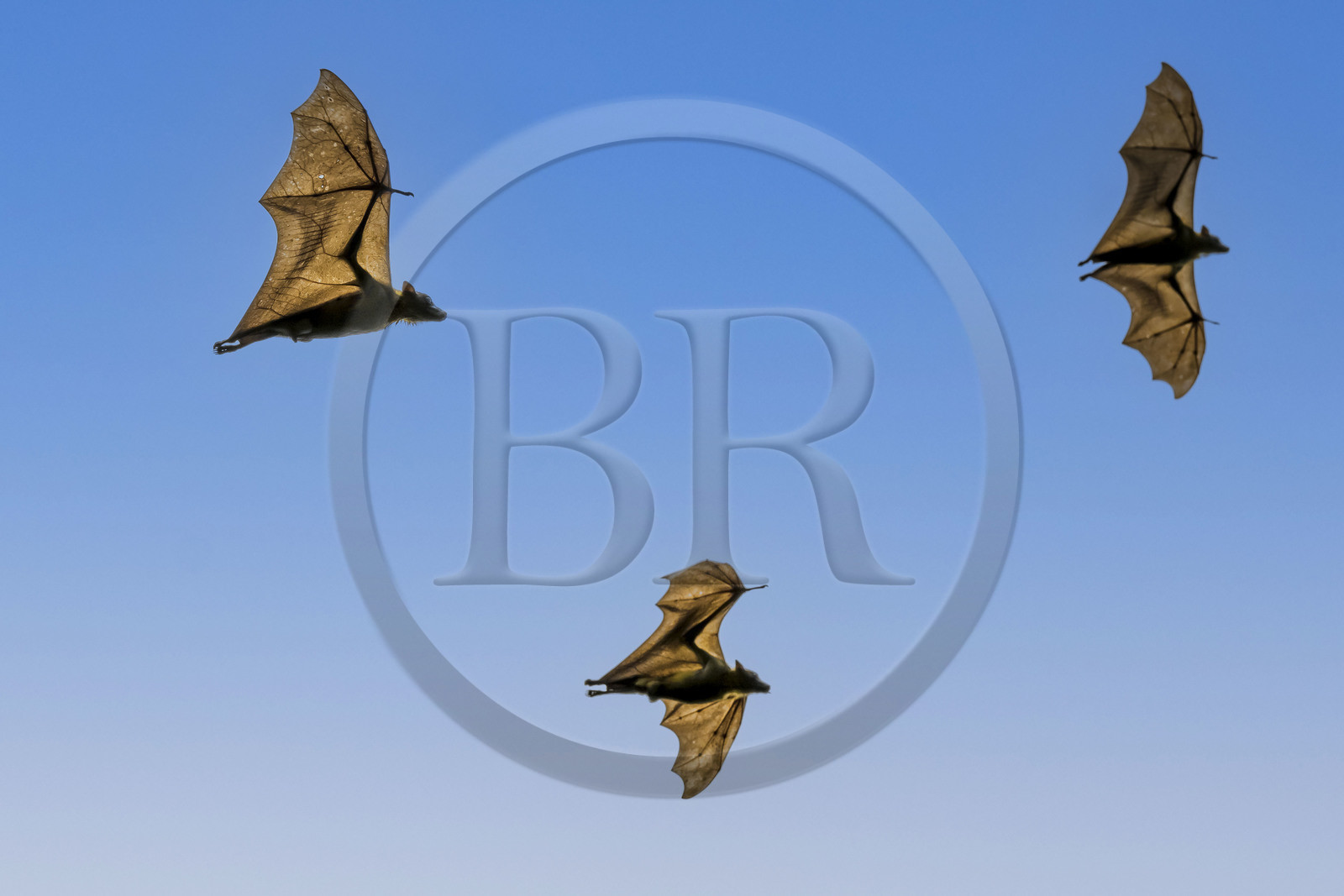 Rwanda, Province de l’Ouest, Karongi (anciennement nommée Kibuye), lac Kivu, Ile Napoléon ou Tembabagoyi, Roussette paillée africaine ou Roussette des palmiers africaine ou Roussette jaune (Eidolon helvum)