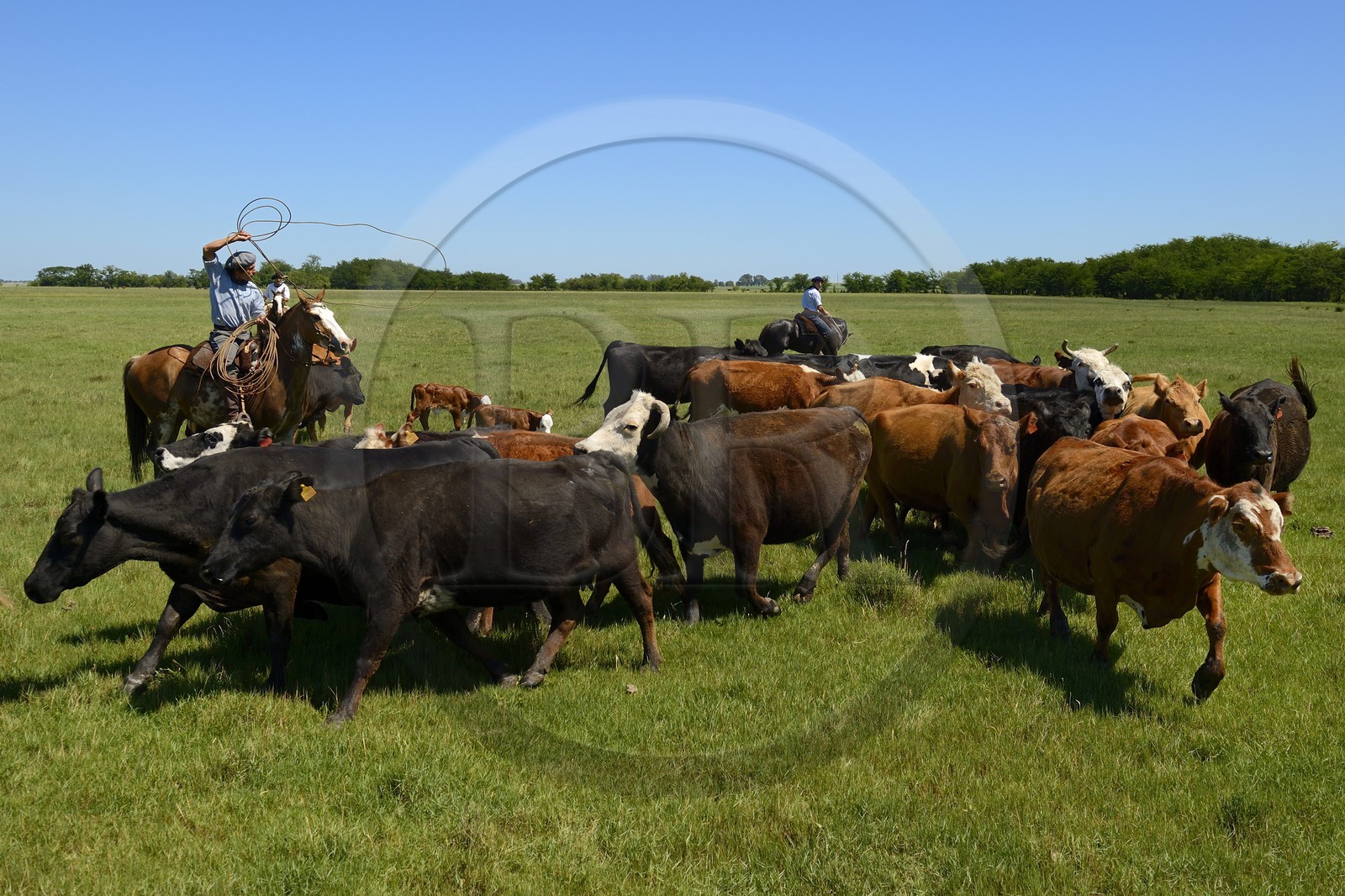Argentine, province de Buenos Aires, San Antonio de Areco, estancia La Bamba de Areco, gauchos au travail avec leur troupeau de vaches