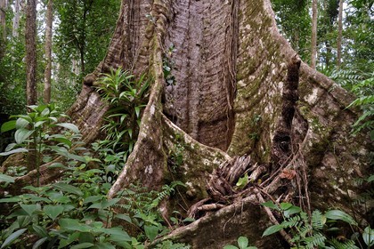 Caraïbes, Ile de la Dominique, Parc national de Morne Diablotin, chataignier dominicain (sloanea caribaea), en créol Chatannyé Ti-Fèy, ce serait le plus vieil arbre de l'île avec ses 700 ans