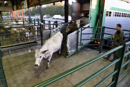 France, Seine-Maritime (76), Forges-les-eaux, marché couvert aux bestiaux, les vaches descendent du camion dans les boxes à l'aube