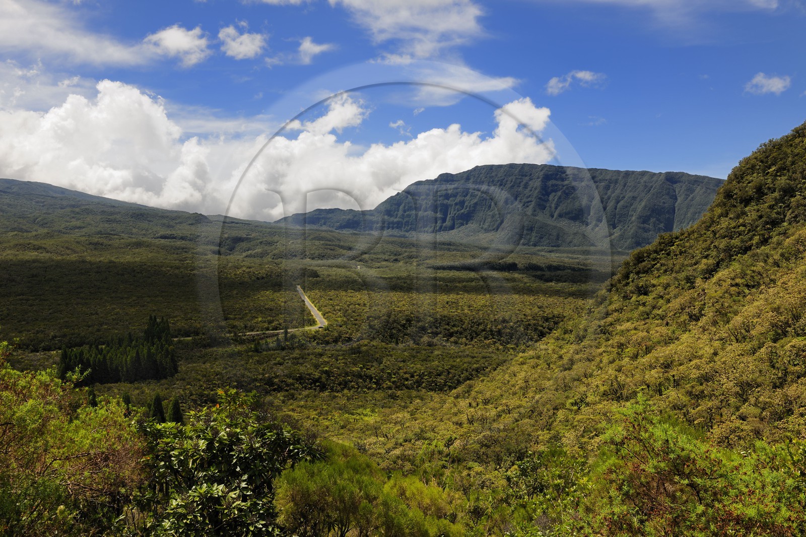 France, île de la Réunion, forêt de Bébourg
