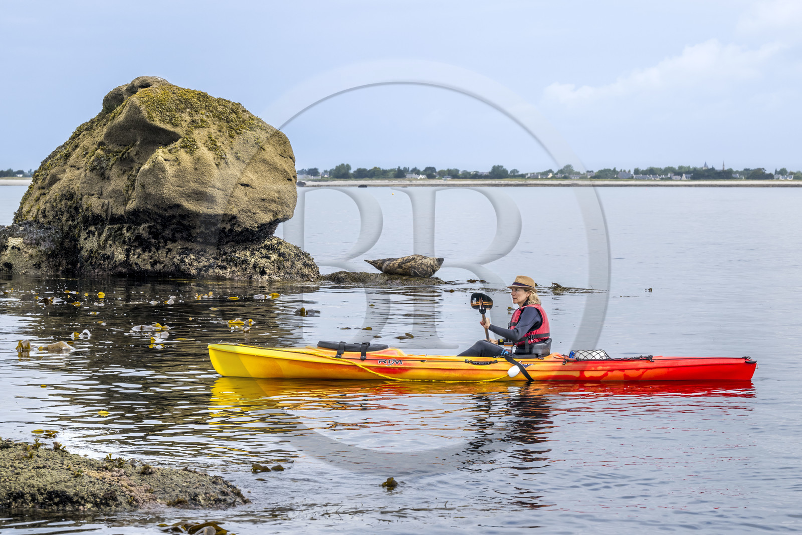 France, Finistère (29), Penmarch, archipel des Étocs, sortie en kayak du Centre nautique du Guilvinec à la découverte du phoque gris (halichoerus grypus) dans les rochers à marée basse