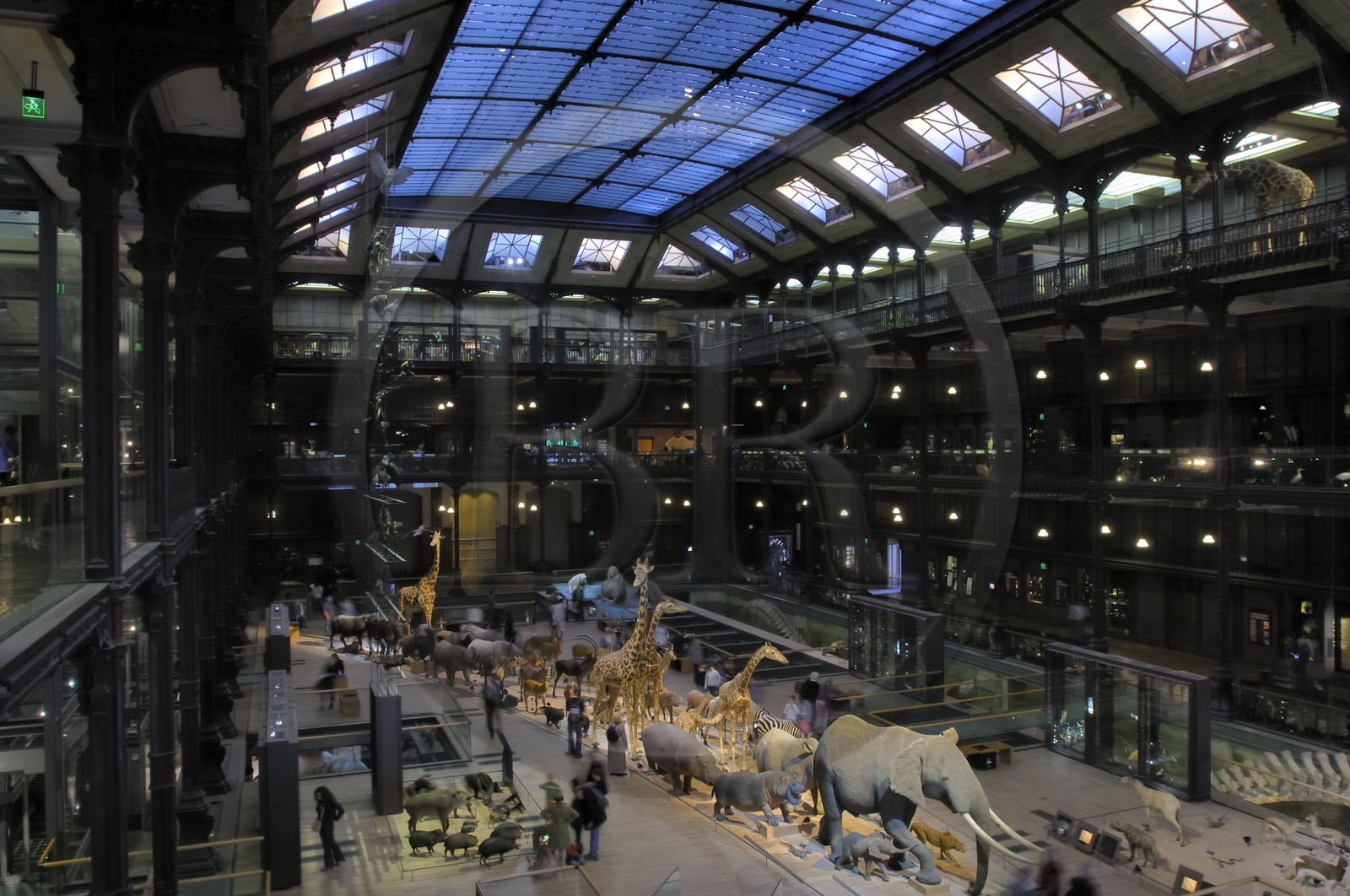 France, Paris (75), Museum d'Histoire Naturelle, Grand Galerie de l'Evolution