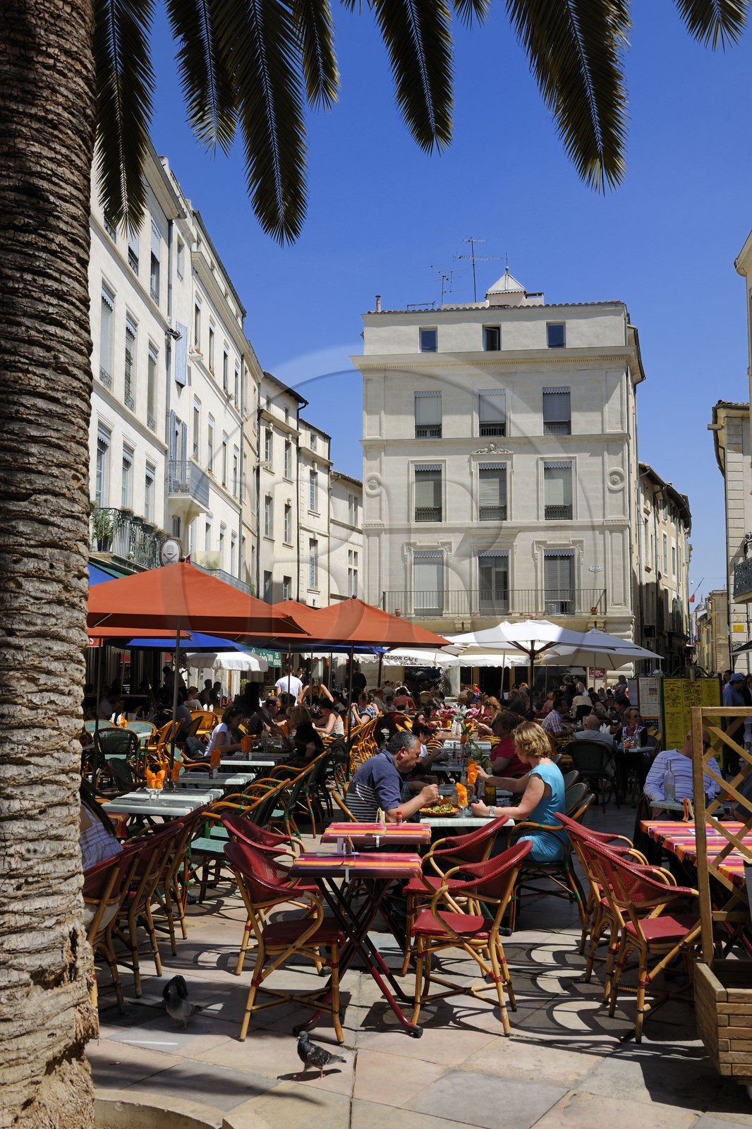 France, Gard (30), Nimes, la place du Marché