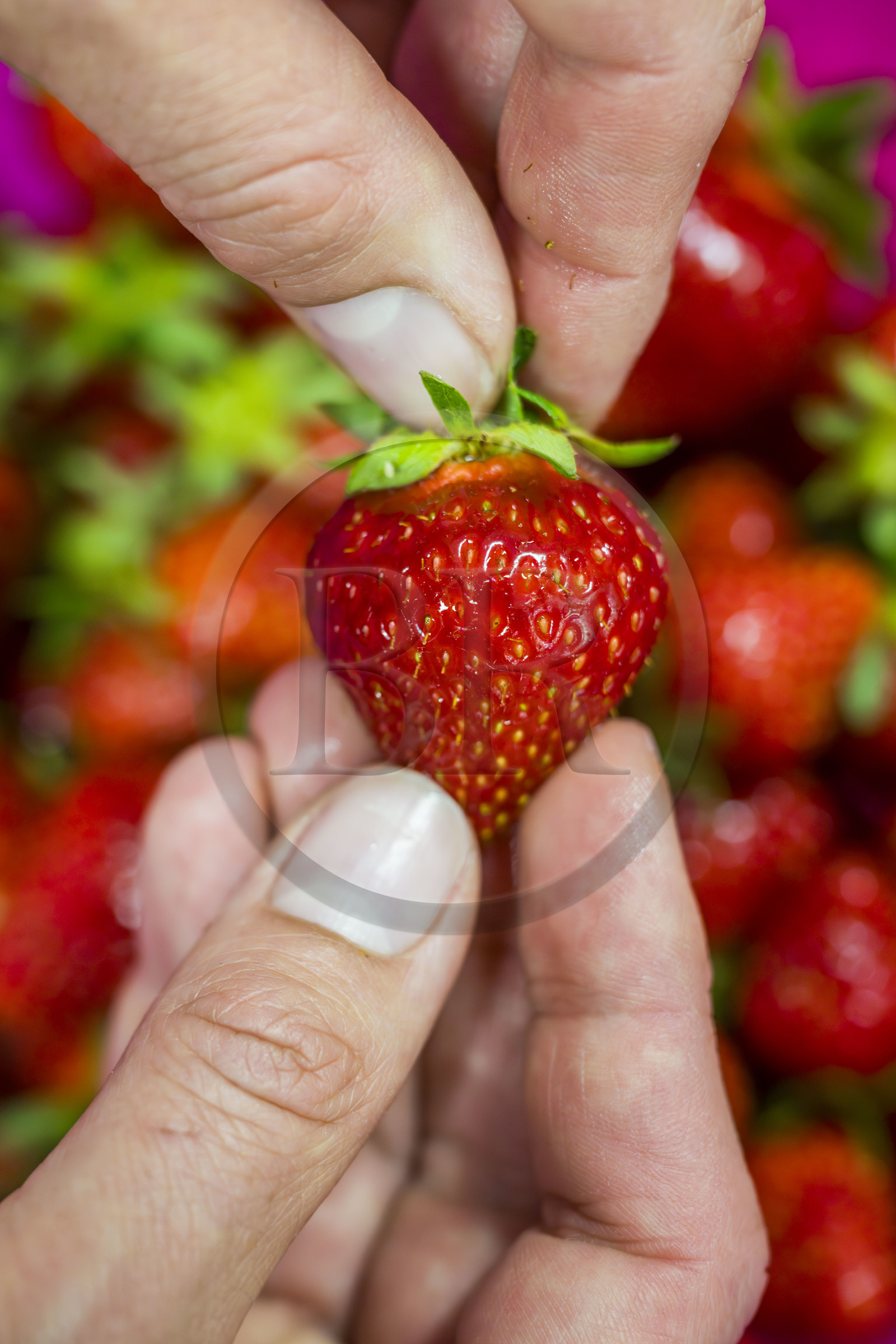 France, Vaucluse (84), Sarrians, Domaine de l'Oiselet,