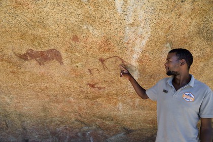 Namibie, région de Erongo, Damaraland, les monts Pondok à l'Est du Spitzkoppe dans le désert du Namib, peintures rupestres sous un surplomb granitique appelé le Paradis du Bushman qui auraient été peintes entre 4.400 av. JC et 100 après JC, Benny le guide local Damara présente un rhinocéros et des figures humaines