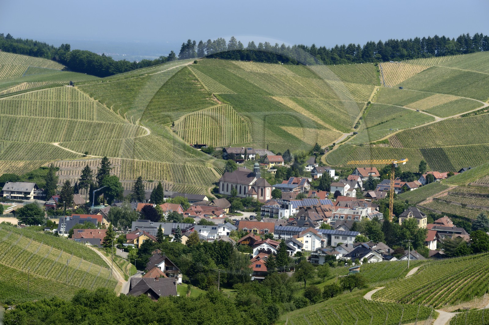 Allemagne, Bade-Wurtemberg, le vignoble à Durbach