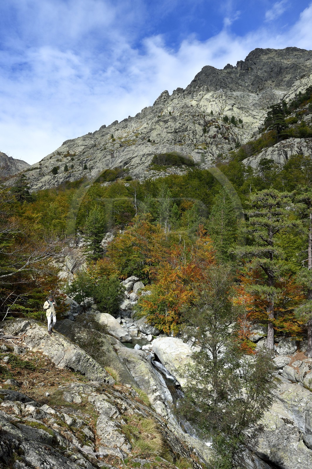 France, Haute-Corse (2B), Vivario, GR 20, étape entre le refuge de l'Onda et Vizzavona, foret de Vizzavona, les cascades des anglais, groupe de cascades dans la vallée de l'Agnone au pied du Monte d'Oro