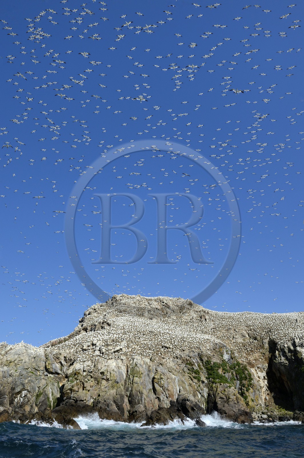 France, Cotes-d'Armor, Perros-Guirec, Sept-Iles Archipelago and bird sanctuary, Rouzic island, northern gannets colony (Morus bassanus), single point of nesting in France for more than 20,000 couples