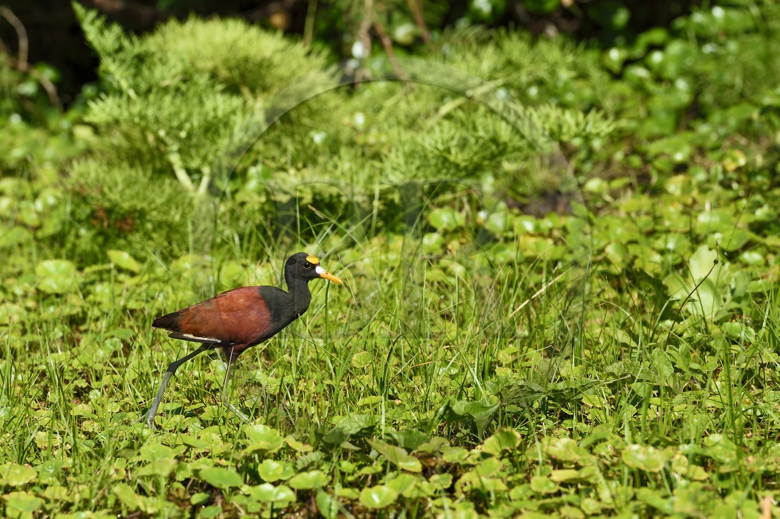 Nicaragua, Ometepe Island World Biosphere Reserve in Lake Nicaragua, marshe along the Rio Istian, Northern Jacana (Jacana spinosa)