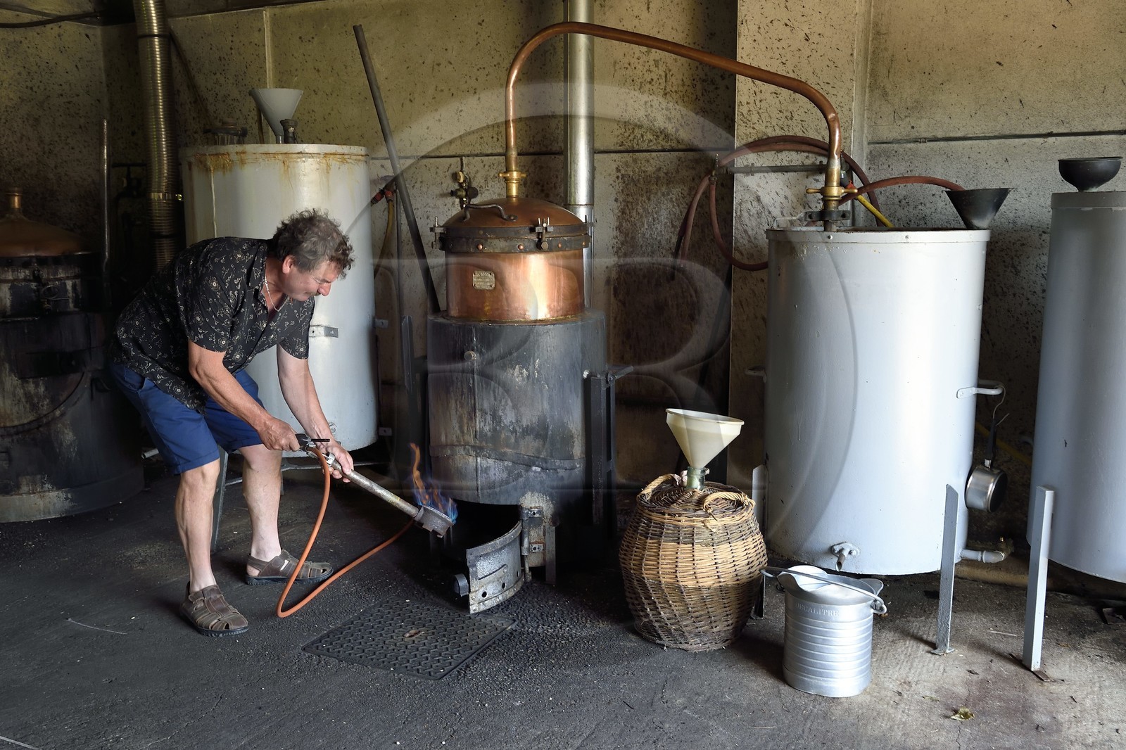 France, Meuse, Lorraine Regional Park, Cotes de Meuse, Combres sous les cotes, Domaine de Muzy, distillation of mirabelle plum brandy at Véronique and Jean-Marc Liénard
