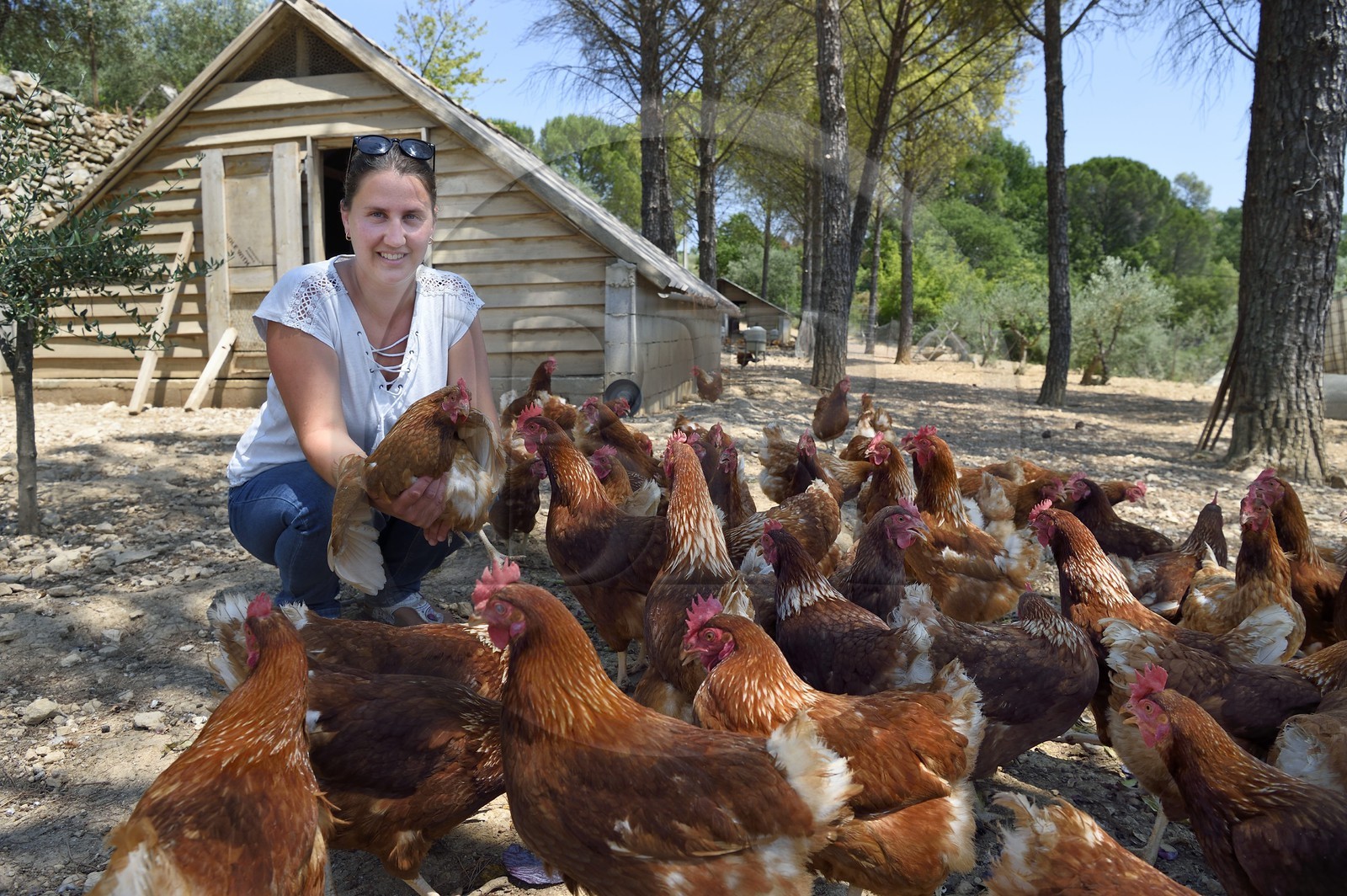 France, Var (83), Provence Verte, Correns, 1er village bio de France, le Poulailler de Lea, l'agricultrice bio Lea Brunet entourée de ses poules pondeuses