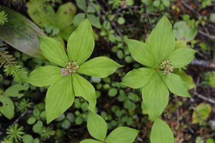 Canada, province du Québec, Côte Nord, Havre-Saint-Pierre, le Parc National Archipel de Mingan dans le golfe du Saint Laurent, plante typique de forêt boréale le Quatre Temps