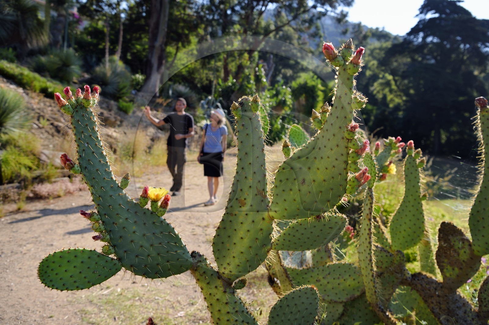 France, Var (83), Rayol-Canadel-sur-Mer, Domaine du Rayol, propriété du conservatoire du littoral mention obligatoire, le jardin des Méditerranées conçu par le paysagiste Gilles Clément, Figuier de Barbarie (Opuntia ficus-indica)
