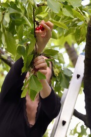 France, cerisier (Prunus cerasus), cerises dans l'arbre