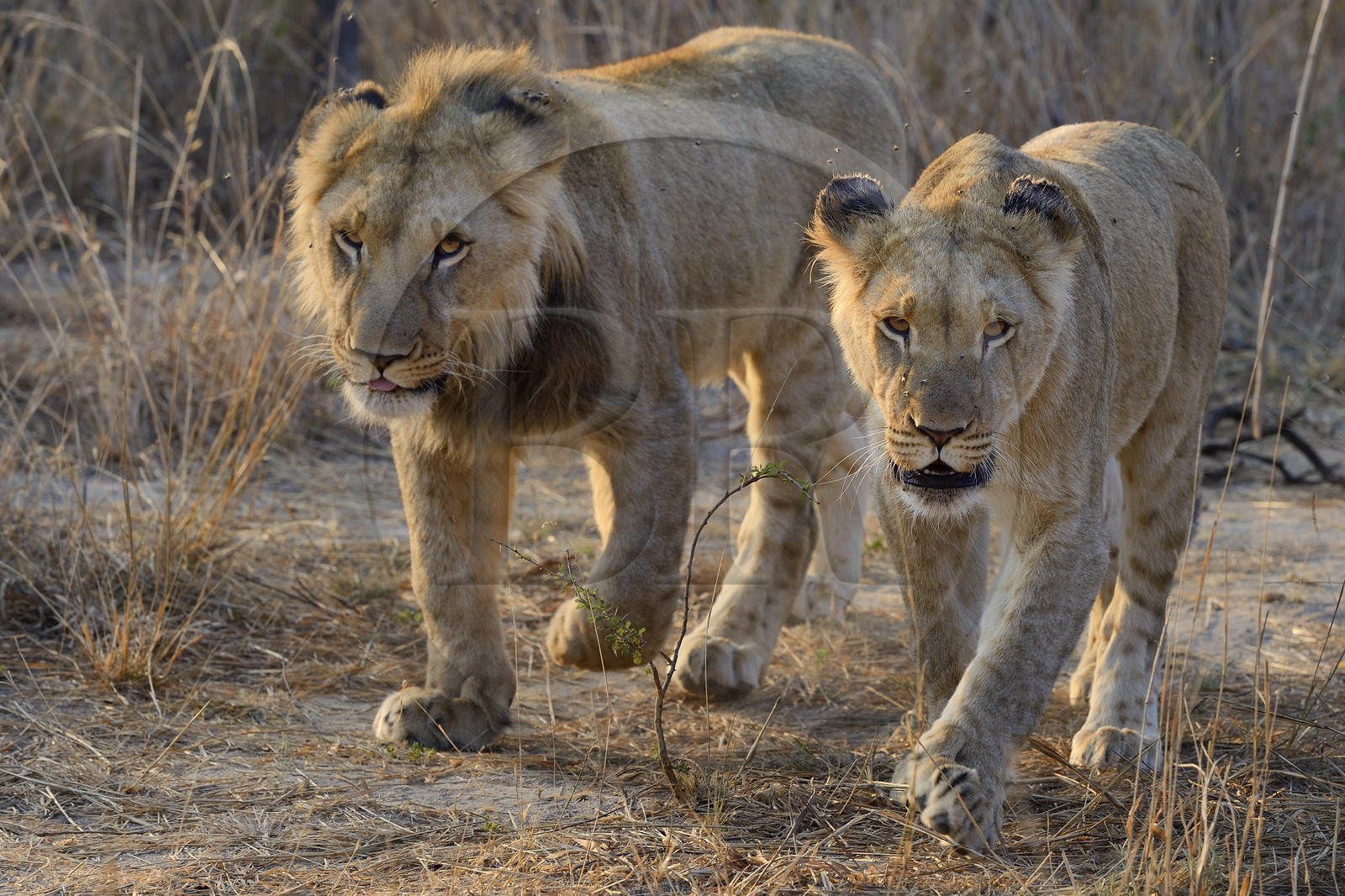 Zimbabwe, Midlands Province, Gweru, Antelope Park home to ALERT (African Lion and Environmental Research Trust), young lion and lioness (panthera leo)