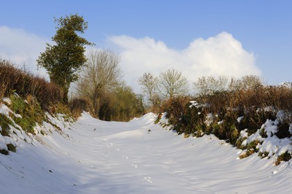 France, Manche (50), Cotentin, le bocage sous la neige