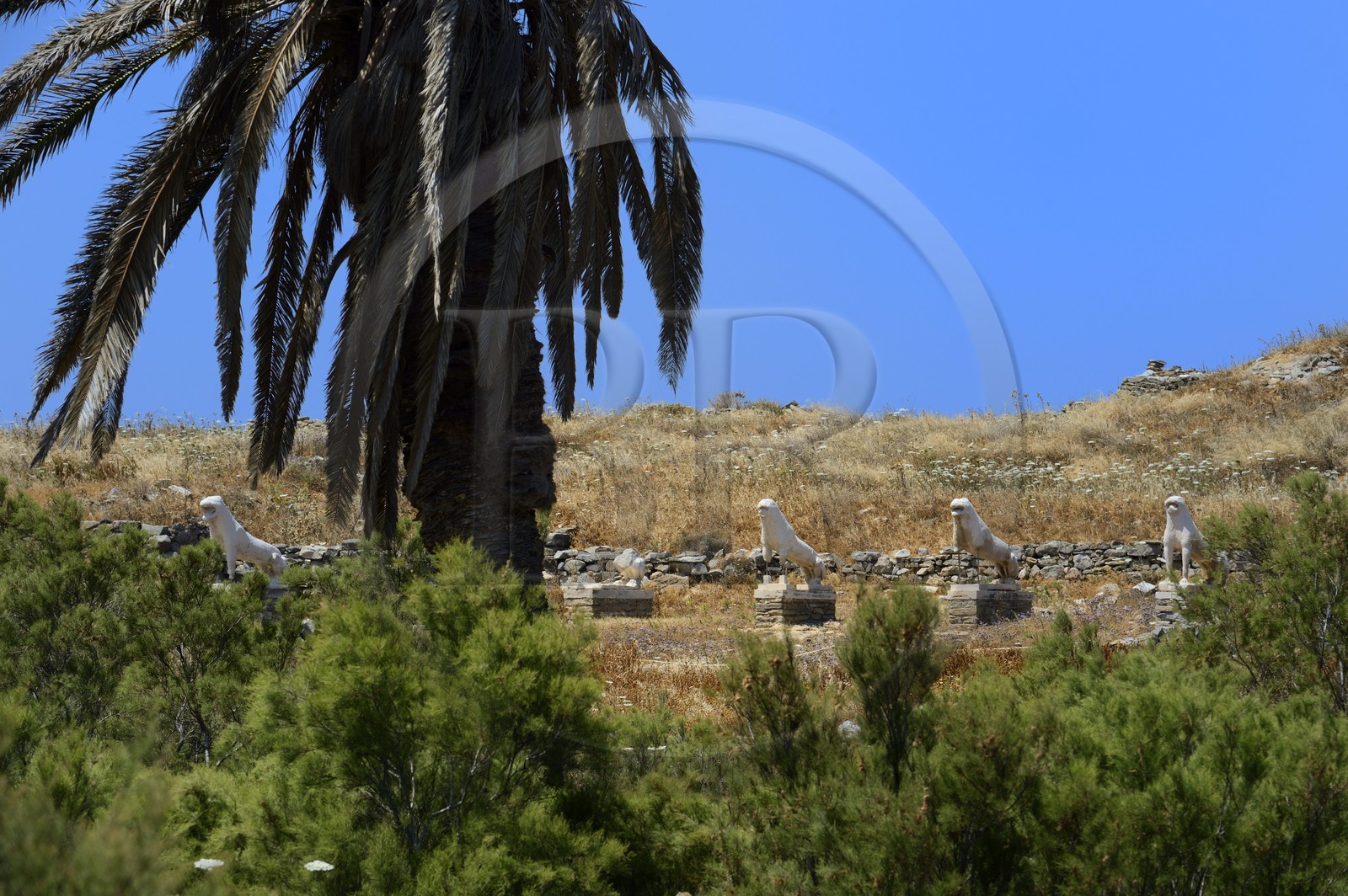 Grèce, île de Delos, classée Patrimoine Mondial de l'UNESCO, site archéologique de Délos, sanctuaire d'Apollon, la plus grande cité antique de la mer Egée, la Terrasse des Lions