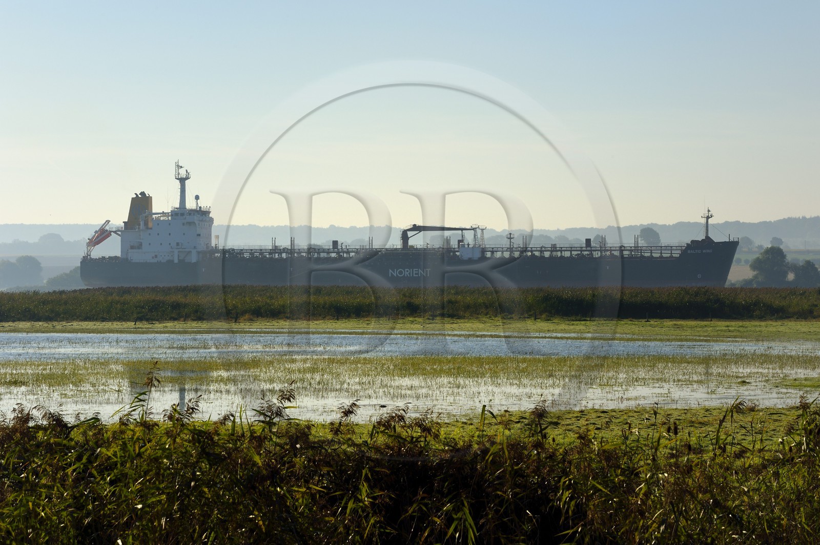France, Seine-Maritime (76), Réserve Naturelle de l'estuaire de la Seine, cargo descendant la Seine depuis Rouen, la roselière en premier plan
